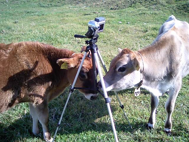 牛と年賀状撮影中